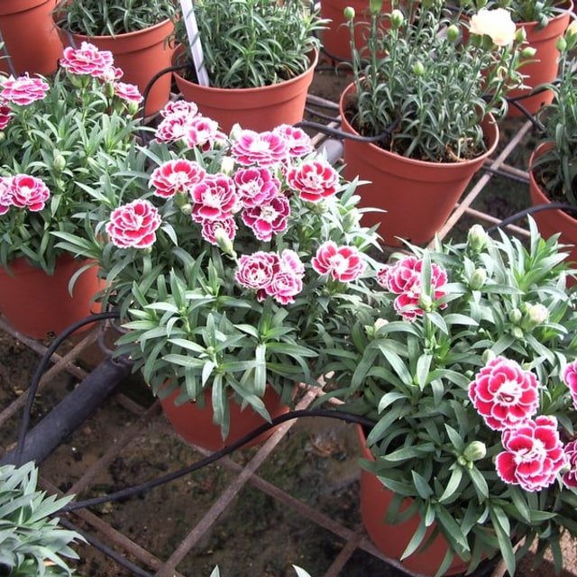 Carnation Seed